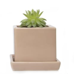 Chive Cube and Saucer 3 in. D Ceramic Succulent Pot Tan