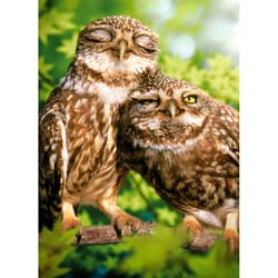 Avanti Seasonal Snuggling Owls Valentine's Day Card Paper 2 pc