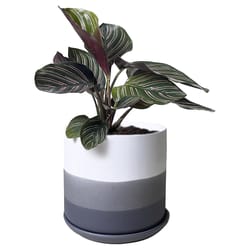 Chive Devo 4.5 in. D Ceramic Flower Pot Charcoal Grey