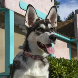 Lupine Pet Original Designs Multicolor El Paso Nylon Dog Adjustable Collar