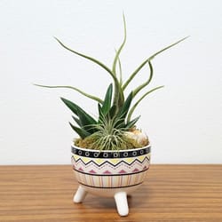Eve's Garden 8 in. H X 4 in. D Ceramic Tripod Air Plant and Succulent Multicolored