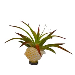 Russell's Bromeliads Multicolored Shell Magnet Decorative Planter Air Plant