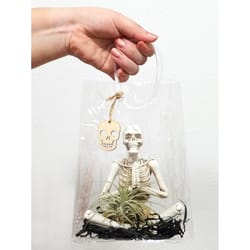 Eve's Garden Ceramic Selfie, Cauldron and Yoga Skeletons Air Plant and Succulent Cream White