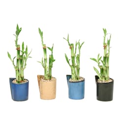 Eve's Garden 10 in. H X 4 in. W X 3.5 in. D Ceramic Folded Vase Short with Lucky Bamboo Stalks Assor