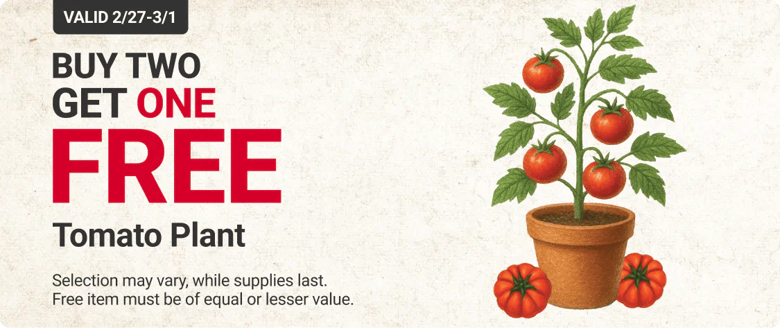Buy Two Get One Free Tomato Plant
