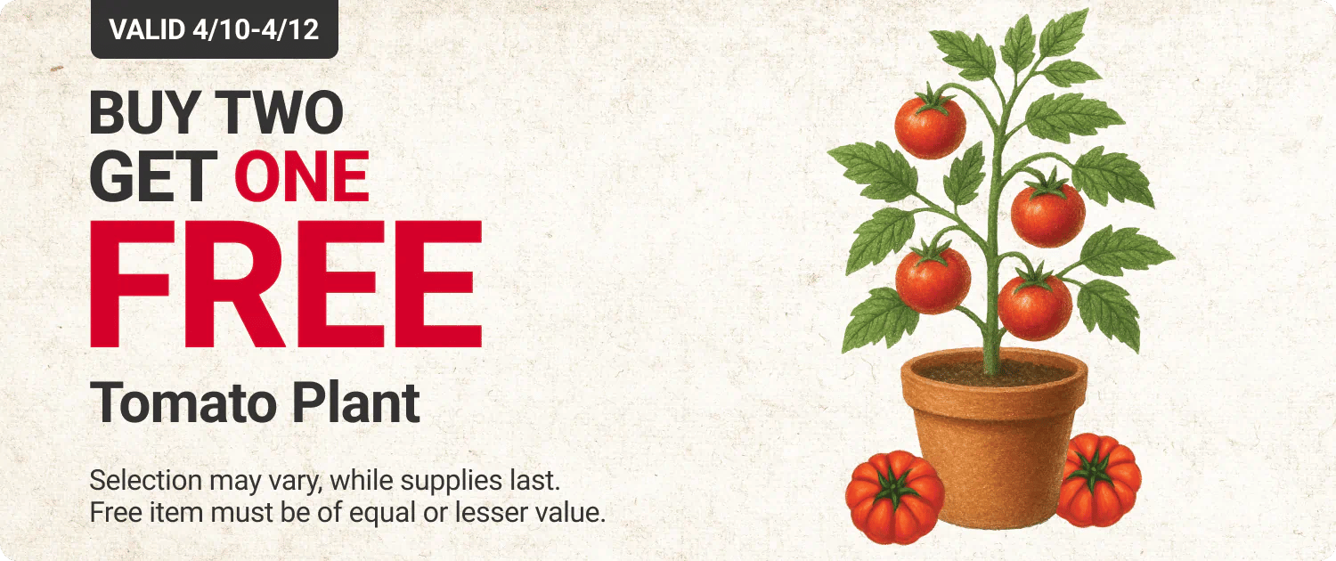 Buy Two Get One Free Tomato Plant