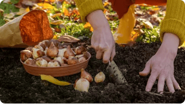 Time To Plant Tulip Bulbs