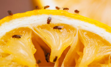 Control Fruit Flies