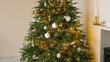 How to Set up a Real Christmas Tree