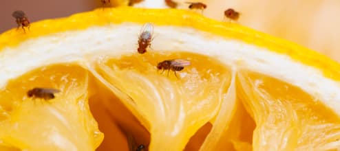 How To Control Fruit Flies In Your Home