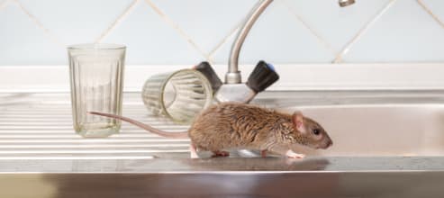 How To Prevent Mice From Getting In Your Home