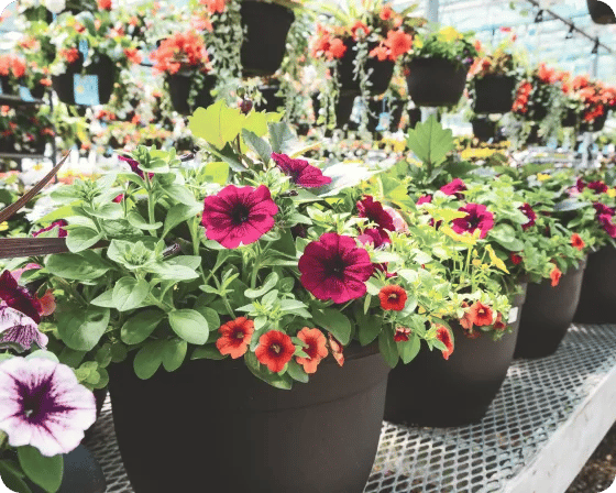 Garden place at your local Ace