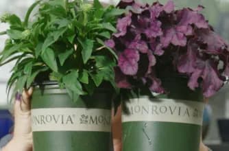 Annuals Vs Perennials