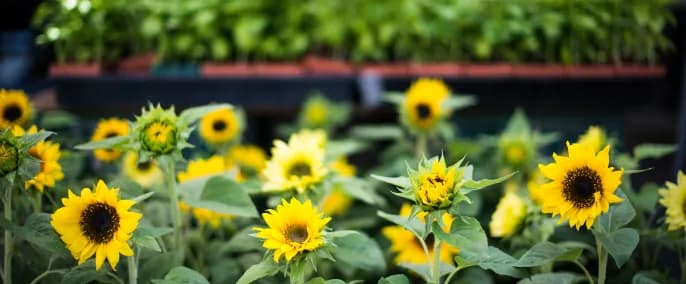 Full Sun or Shade Meaning