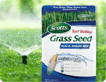 Grow New Lawn