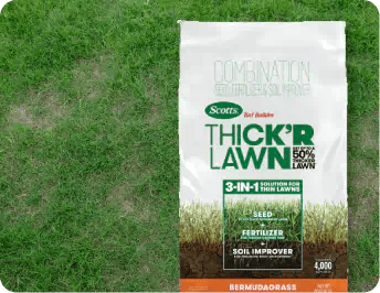 Repair Thin Lawns