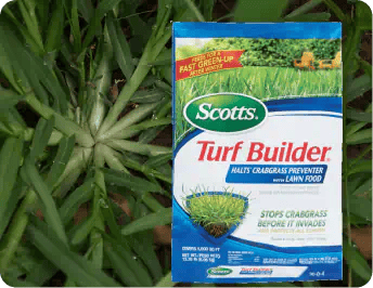 Crabgrass