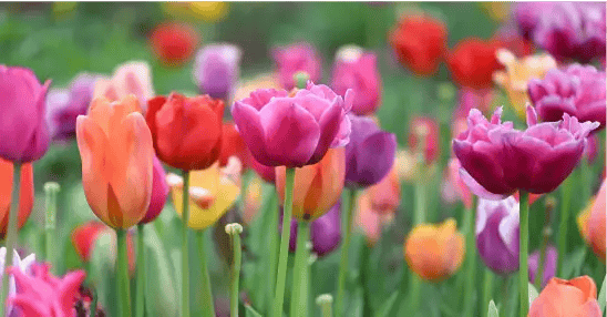 How To Plant Tulip Bulbs
