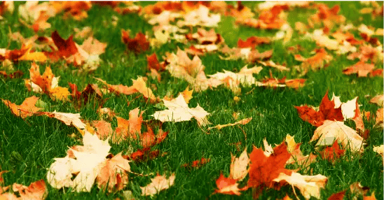 How To Care For Your Lawn in Fall