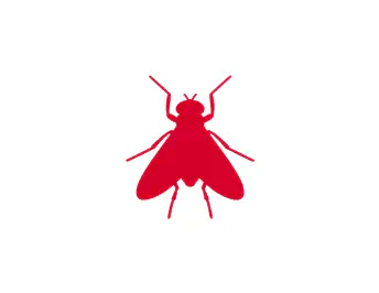 Flies