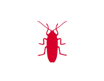Roaches