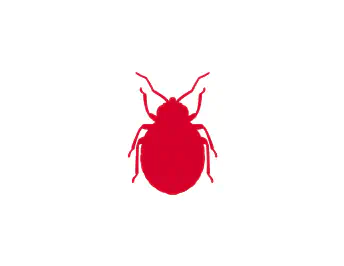 Bed Bugs