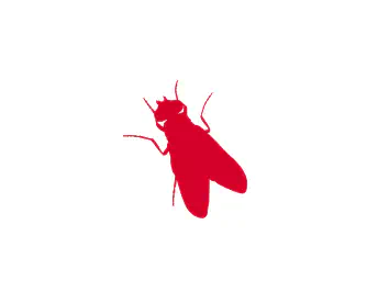 Fruit Flies