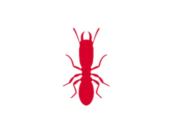 Termites