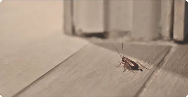 How To Keep Bugs From Getting In Your Home