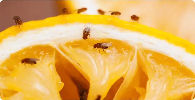 How To Control Fruit Flies In Your Home