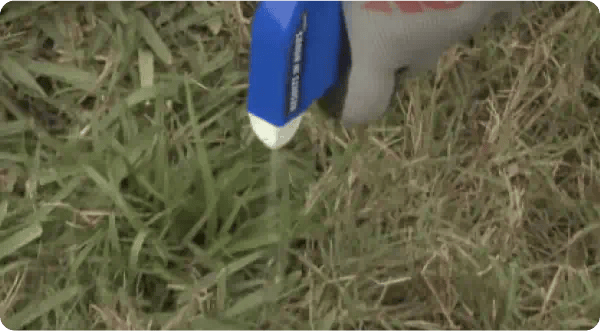 How to Stop Lawn Weeds