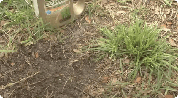 3 Steps to Rescue a Lawn