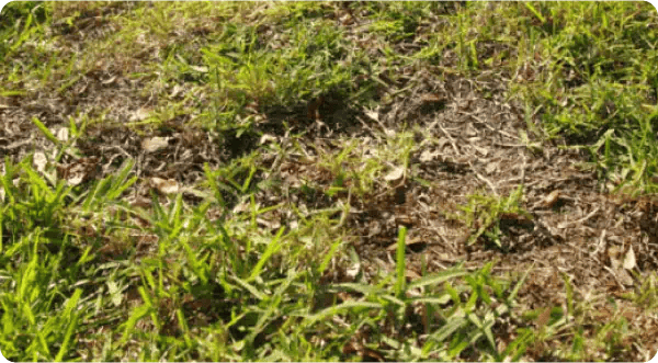 Restoring a Thin Lawn