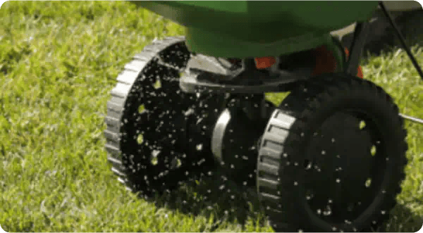 How to Overseed Your Lawn