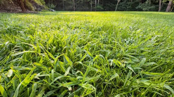 How To Prevent Crabgrass