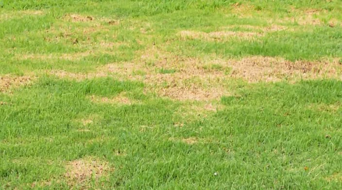 How To Patch Lawn Spots