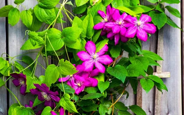 How To Plant A Clematis Vine