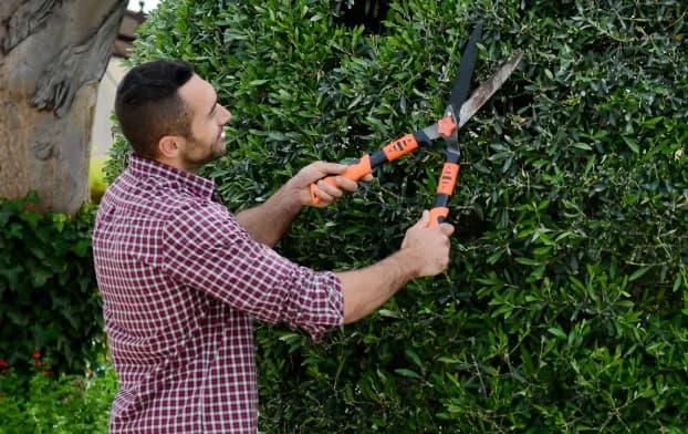 How To Trim A Tree