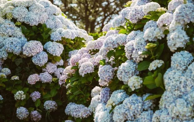 How To Trim A Hydrangea Tree