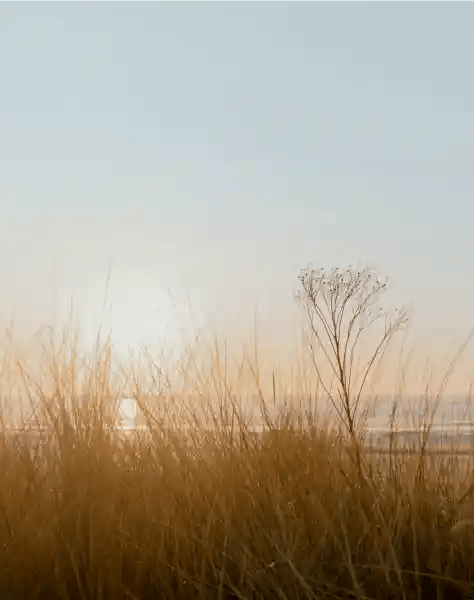 Beach Grass