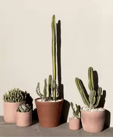 Desert Plants