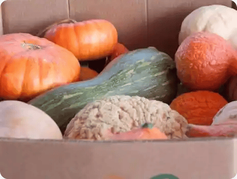 Pumpkins