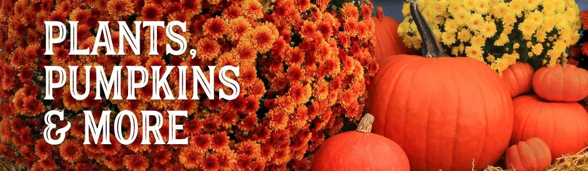 Plants, pumpkins and more, shop now