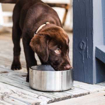 YETI Boomer Stainless Steel 8 cups Pet Bowl For Dogs - Ace Hardware