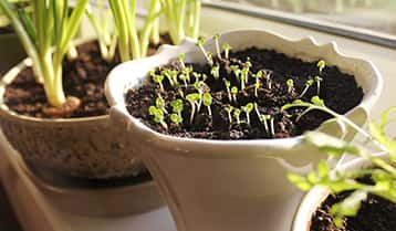 Now Is The Time To Start Your Seeds