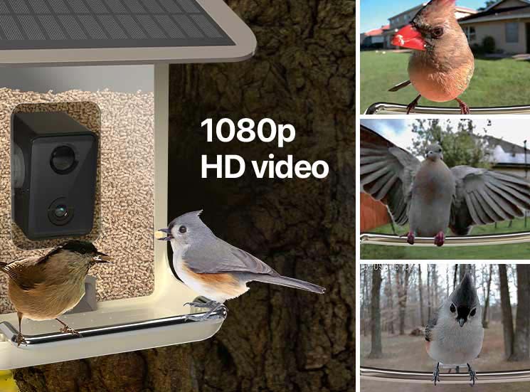 FEIT ELECTRIC Smart Camera Wild Bird 2.5 L Plastic Bird Feeder 1 ports