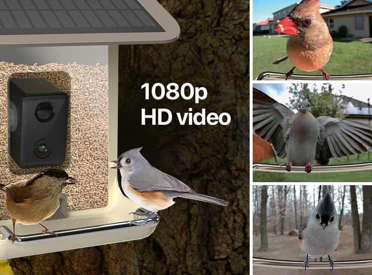 Feit Bird Genius Smart Feeder Wild Bird 2.5 L Plastic Bird Feeder 1
