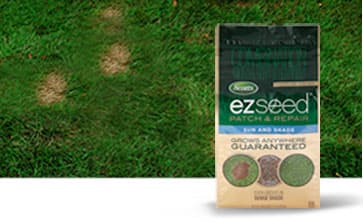 Patch & Repair Grass