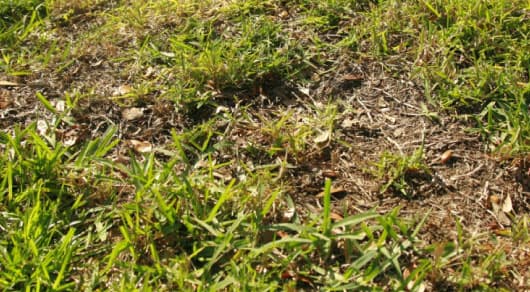 Restoring a Thin Lawn