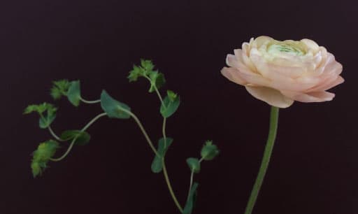 color inspiration